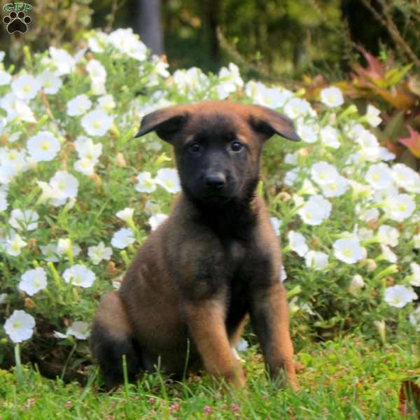 Dahlia, Belgian Malinois Puppy