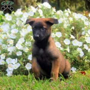 Dahlia, Belgian Malinois Puppy