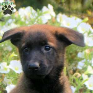 Dahlia, Belgian Malinois Puppy