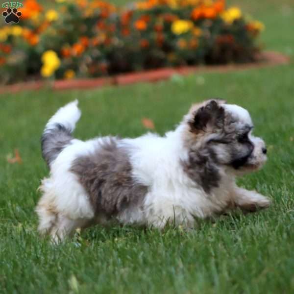 Dahlia, Havanese Puppy