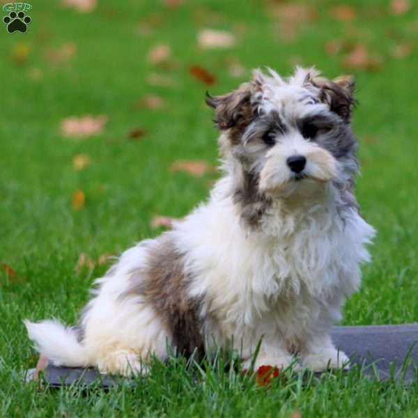 Dahlia, Havanese Puppy