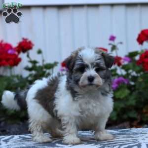 Dahlia, Havanese Puppy