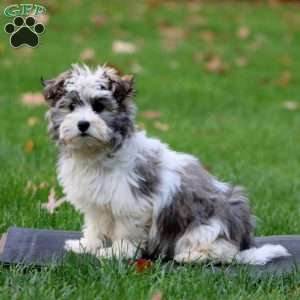 Dahlia, Havanese Puppy