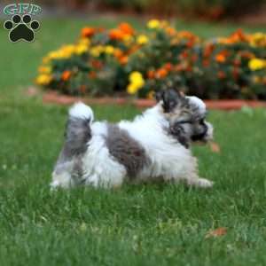 Dahlia, Havanese Puppy