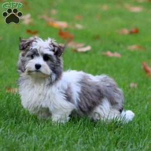 Dahlia, Havanese Puppy