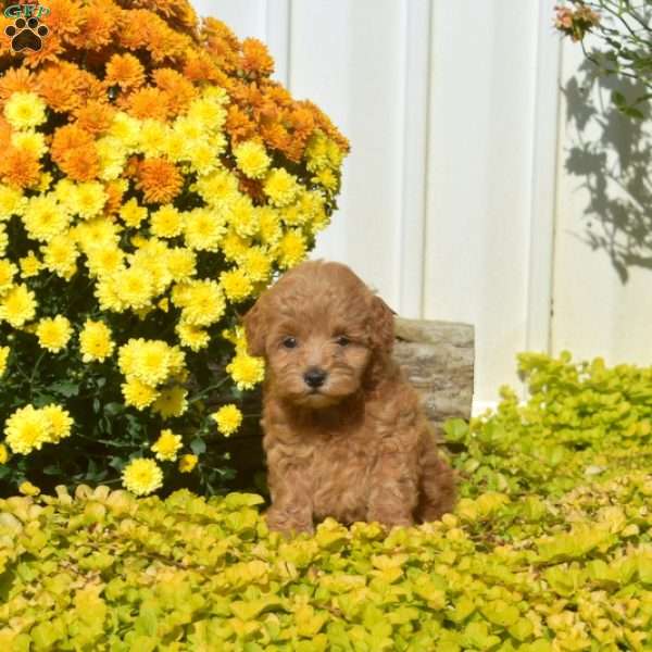Daisy, Havapoo Puppy