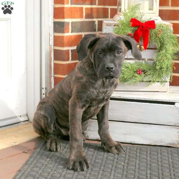 Daisy, Cane Corso Puppy