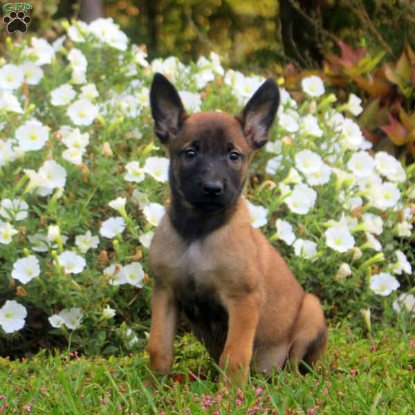 Daisy, Belgian Malinois Puppy