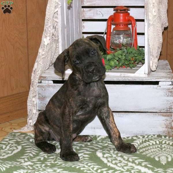 Daisy, Cane Corso Puppy