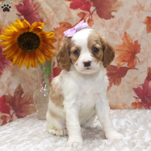 Daisy, Cavalier King Charles Mix Puppy