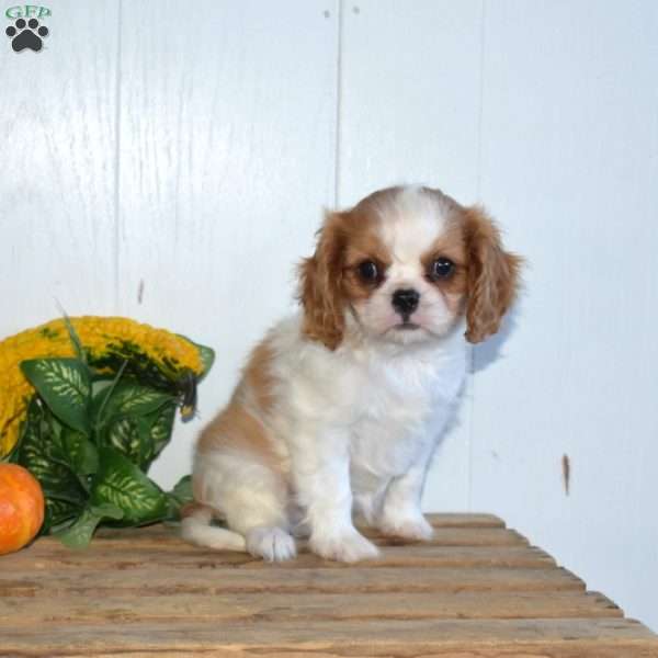 Daisy, Cavalier King Charles Spaniel Puppy