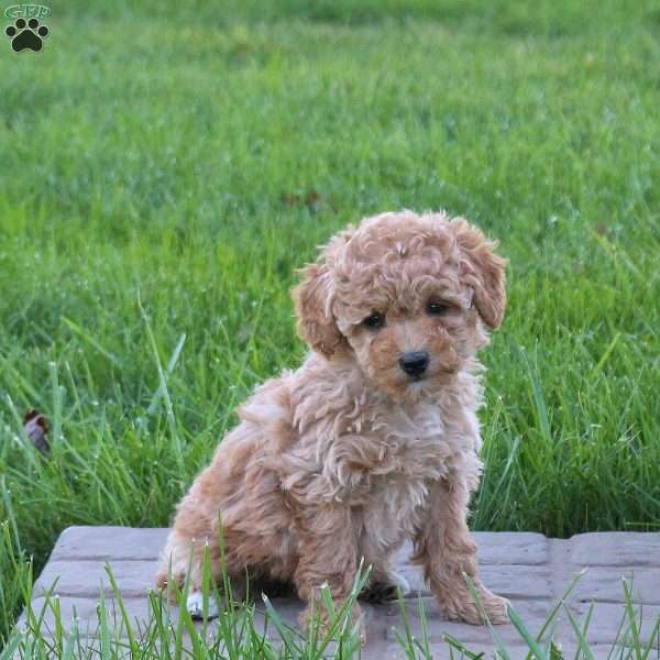 Daisy, Mini Goldendoodle Puppy