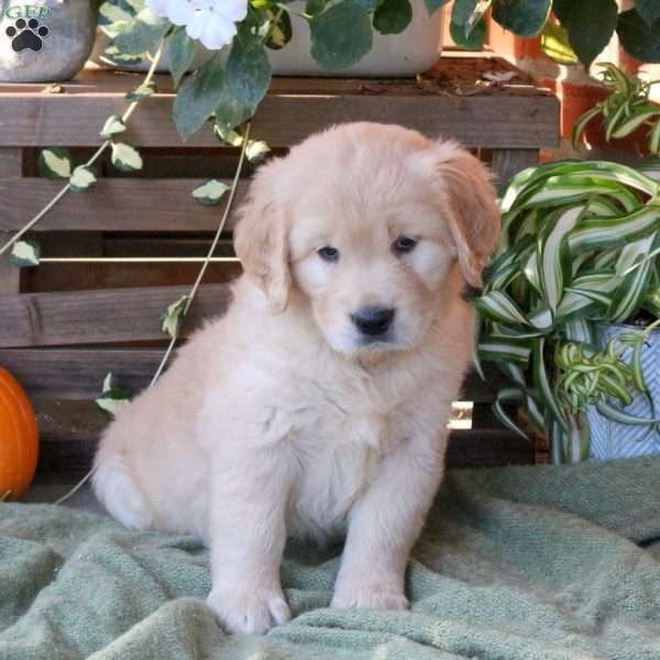 Daisy, Golden Retriever Puppy