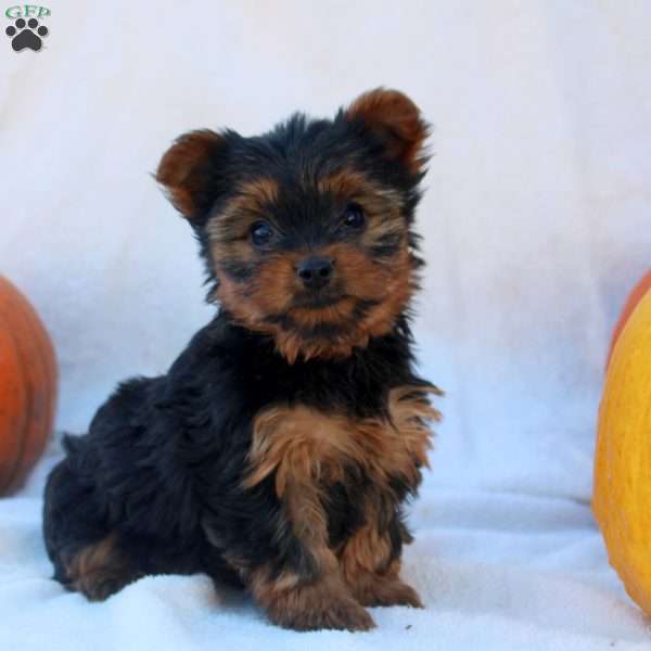 Daisy, Yorkie Puppy