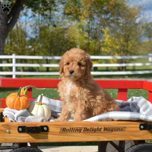 Daisy, Cavapoo Puppy