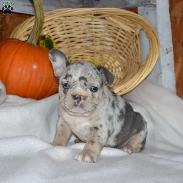 Daisy, French Bulldog Puppy