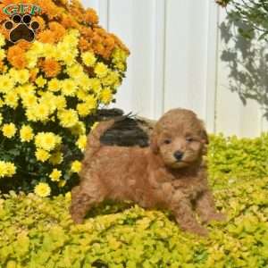 Daisy, Havapoo Puppy