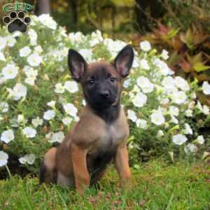 Daisy, Belgian Malinois Puppy