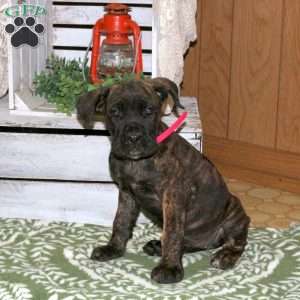 Daisy, Cane Corso Puppy