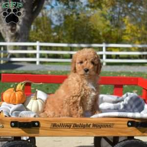 Daisy, Cavapoo Puppy