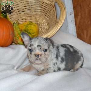 Daisy, French Bulldog Puppy