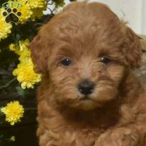 Daisy, Havapoo Puppy