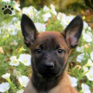 Daisy, Belgian Malinois Puppy