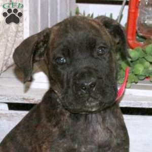 Daisy, Cane Corso Puppy