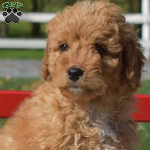 Daisy, Cavapoo Puppy