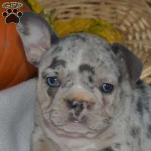 Daisy, French Bulldog Puppy