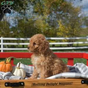 Daisy, Cavapoo Puppy