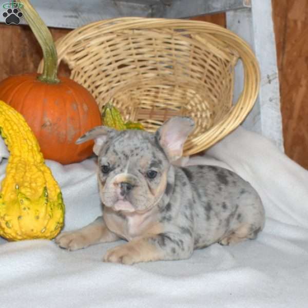 Dakota, French Bulldog Puppy