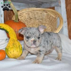 Dakota, French Bulldog Puppy