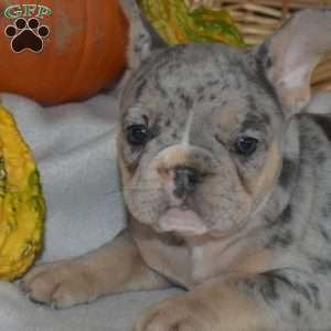 Dakota, French Bulldog Puppy