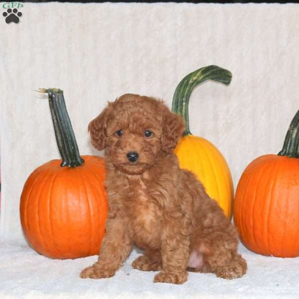Daliah, Miniature Poodle Puppy