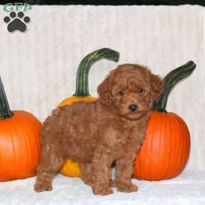 Daliah, Miniature Poodle Puppy