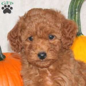 Daliah, Miniature Poodle Puppy