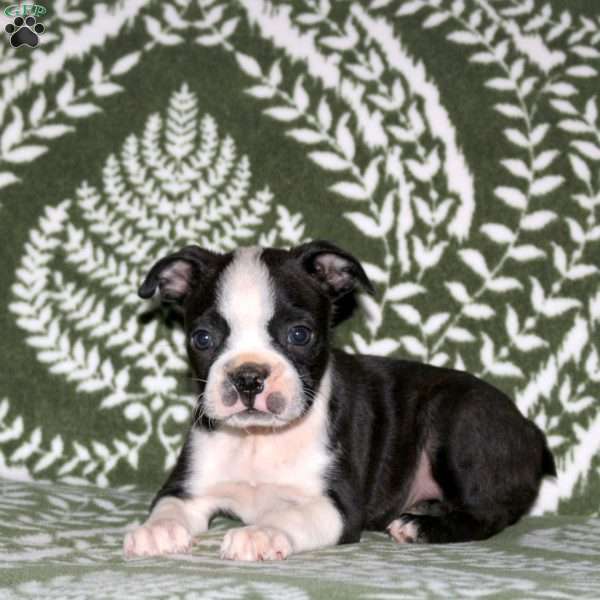 Dallas, Boston Terrier Puppy
