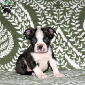 Dallas, Boston Terrier Puppy
