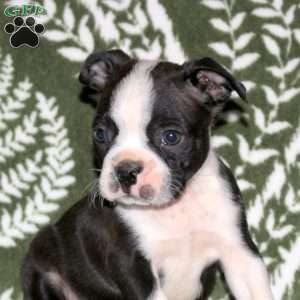 Dallas, Boston Terrier Puppy