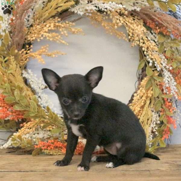 Dana, Chihuahua Puppy