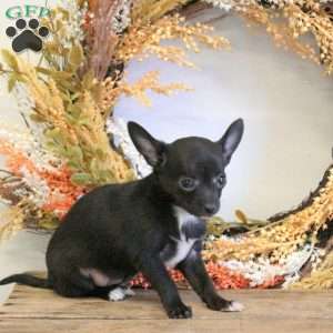 Dana, Chihuahua Puppy