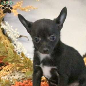 Dana, Chihuahua Puppy