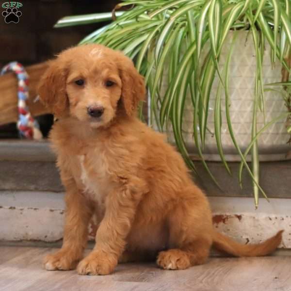 Danielle, Goldendoodle Puppy