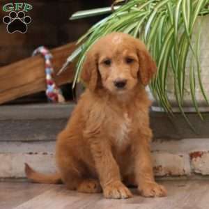 Danielle, Goldendoodle Puppy