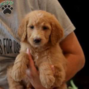 Danielle, Goldendoodle Puppy