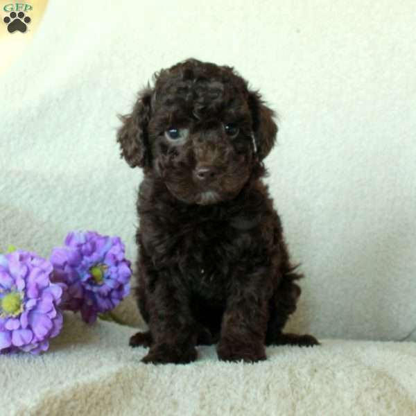 Danny, Toy Poodle Puppy