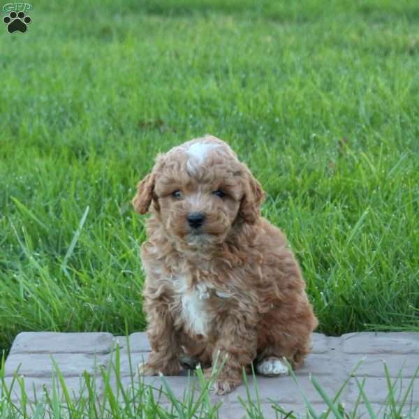 Daphne, Mini Goldendoodle Puppy