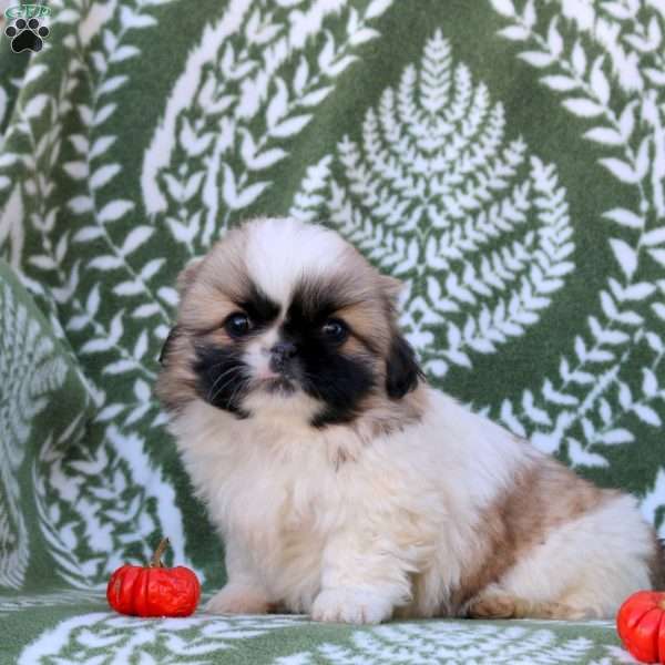 Daphne, Pekingese Puppy