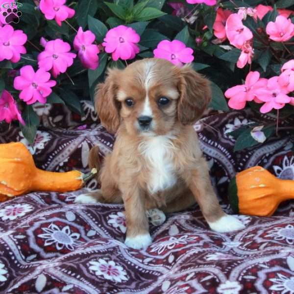 Daphne, Cavalier King Charles Spaniel Puppy